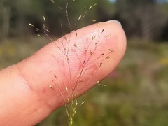 Agrostis tenerrima