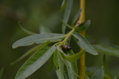 Chrysomela vigintipunctata
