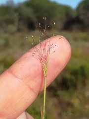 Agrostis tenerrima
