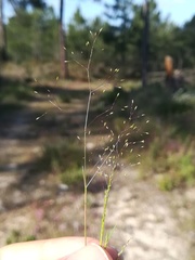 Agrostis tenerrima
