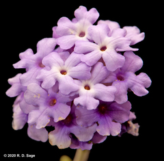 Junellia succulentifolia