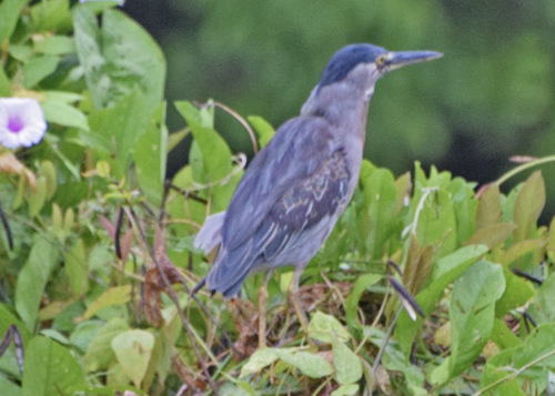 iNaturalist image