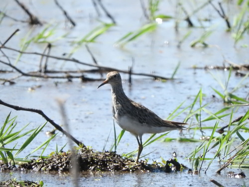 iNaturalist: (c) Julia Gastaudo, some rights reserved (CC BY-NC), uploaded by Julia Gastaudo iNaturalist image