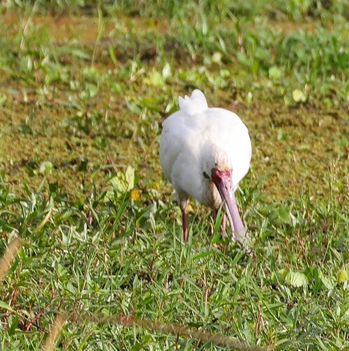 iNaturalist image