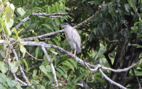 iNaturalist image
