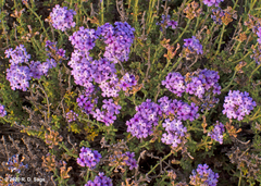 Junellia succulentifolia