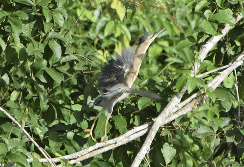 iNaturalist image