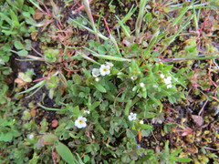 Plagiobothrys scouleri cusickii