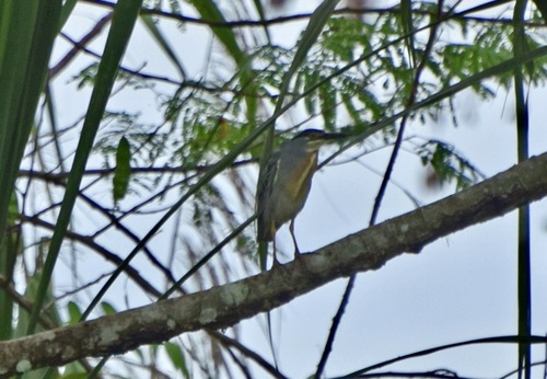iNaturalist image