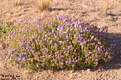 Junellia succulentifolia