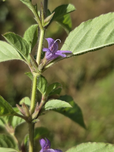 Dyschoriste eulinae