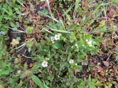 Plagiobothrys scouleri cusickii