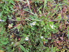 Plagiobothrys scouleri cusickii