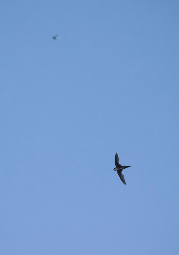 White-throated Swift