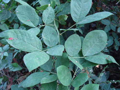Senna hayesiana, photograph 4