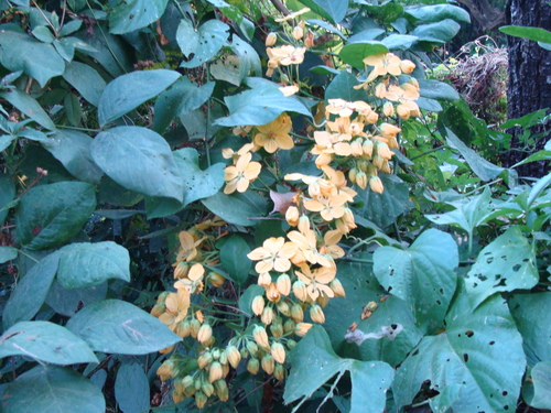 Senna hayesiana, photograph 3
