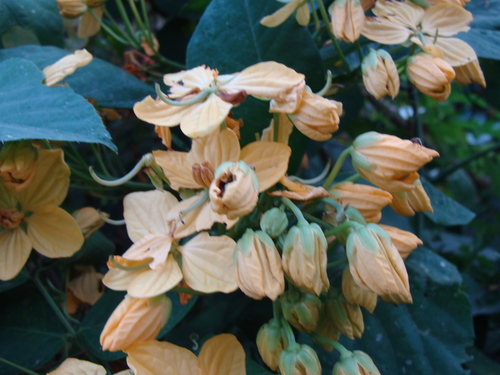 Senna hayesiana, photograph 2