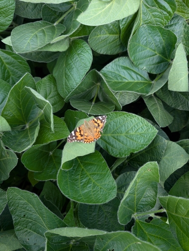 Painted Lady