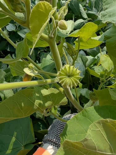 velvetleaf