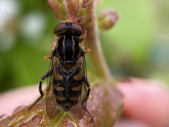 Parhelophilus flavifacies