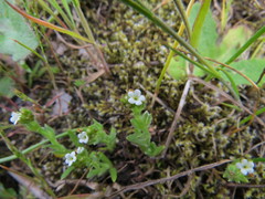 Plagiobothrys scouleri cusickii