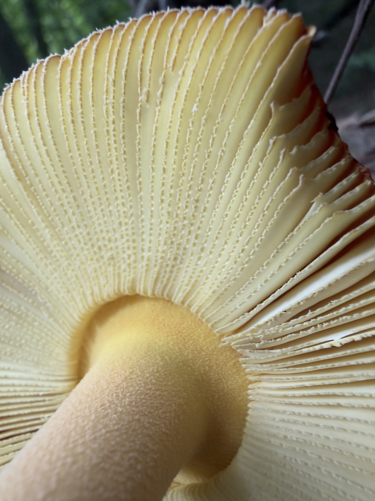 False Caesar's Mushroom · July 2026 · photo: Photo: (c) Nat Gorka, some rights reserved (CC BY) · iNaturalist