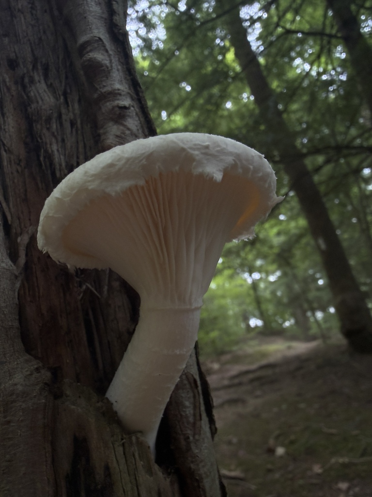 Lynx Paw Oyster · July 2026 · photo: Photo: (c) Nat Gorka, some rights reserved (CC BY) · iNaturalist