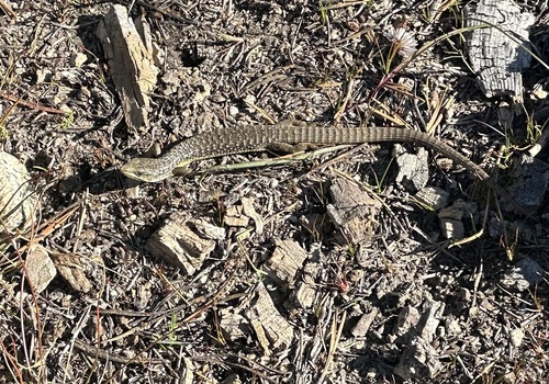 iNaturalist observation photo of Western Alligator Lizards