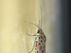 Utetheisa lotrix