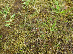 Trifolium oliganthum