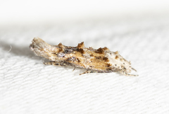 Mompha murtfeldtella