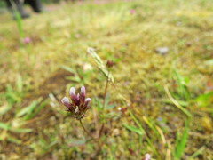 Trifolium oliganthum