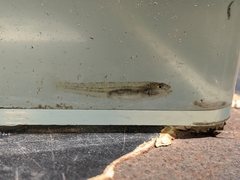 Eucyclogobius newberryi