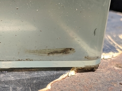 Eucyclogobius newberryi