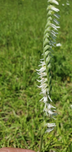 Spring lady's tresses (Spiranthes vernalis)