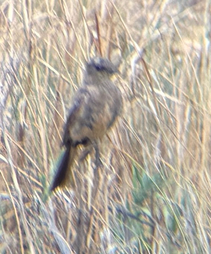 Sage Thrasher