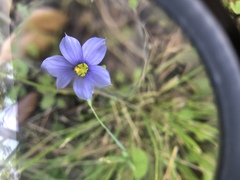 Sisyrinchium