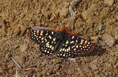 Euphydryas chalcedona chalcedona