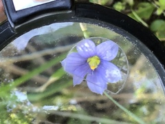 Sisyrinchium