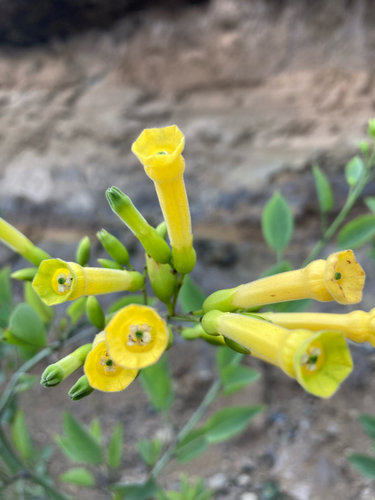 tree tobacco