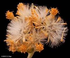 Senecio filaginoides
