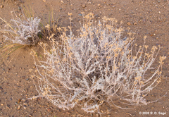 Senecio filaginoides