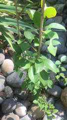Ligustrum lucidum