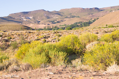 Senecio filaginoides