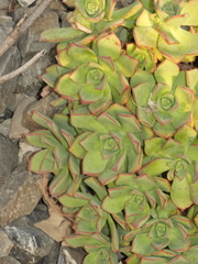Aeonium haworthii