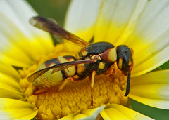 Euodynerus hidalgo viereckii