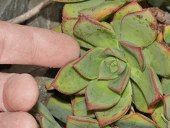 Aeonium haworthii