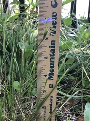 Sisyrinchium