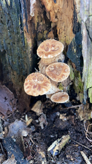 Cerioporus squamosus