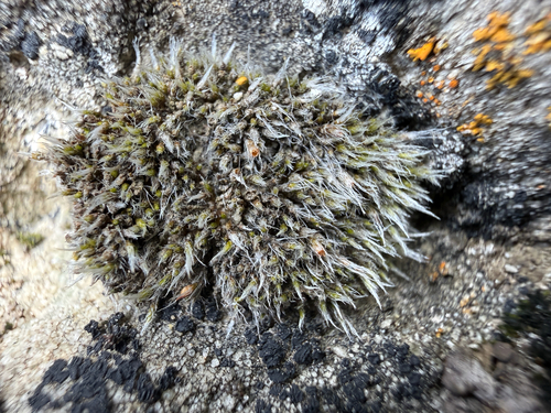 Jaffueliobryum wrightii